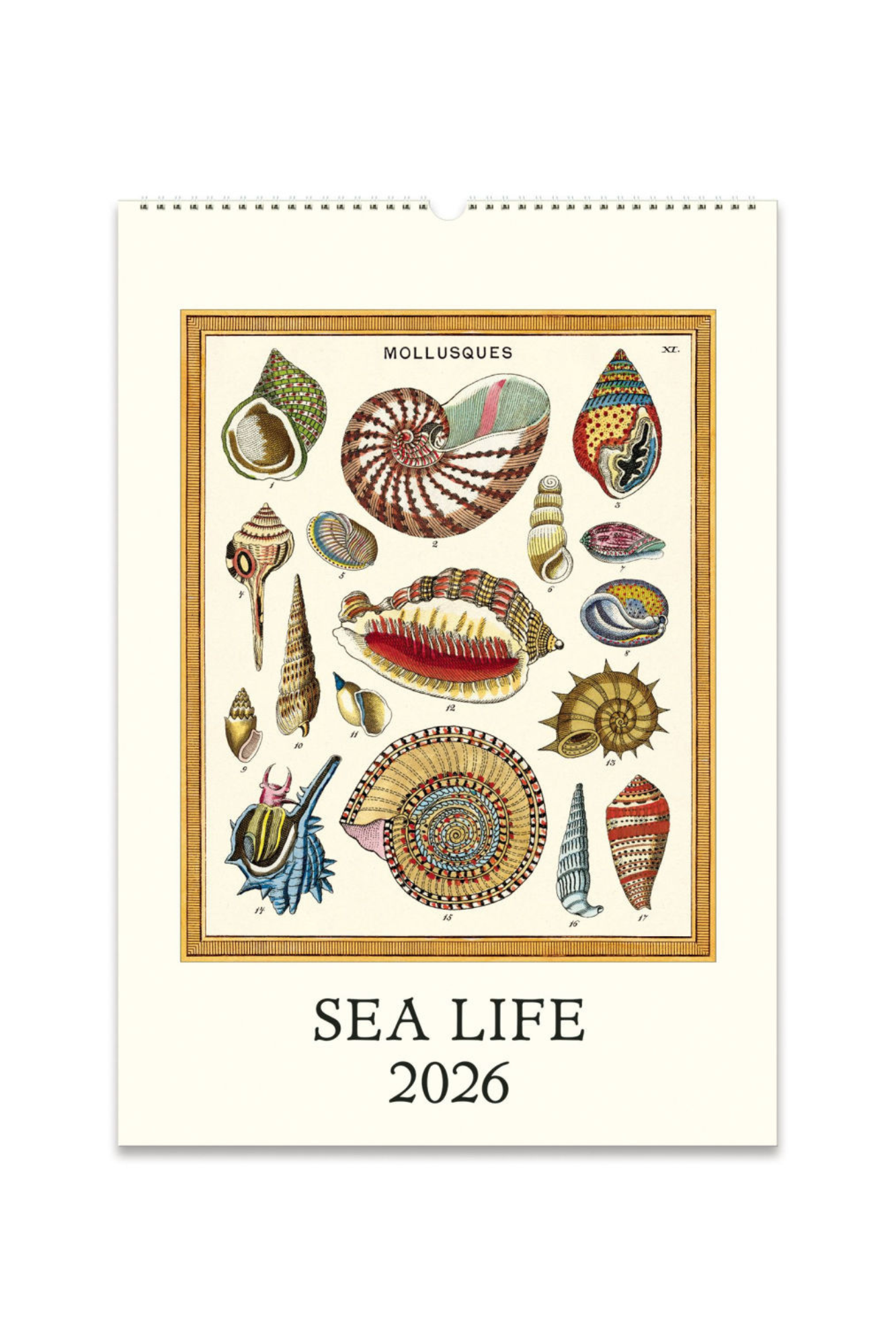 2026 Wall Calendar | Sea Life