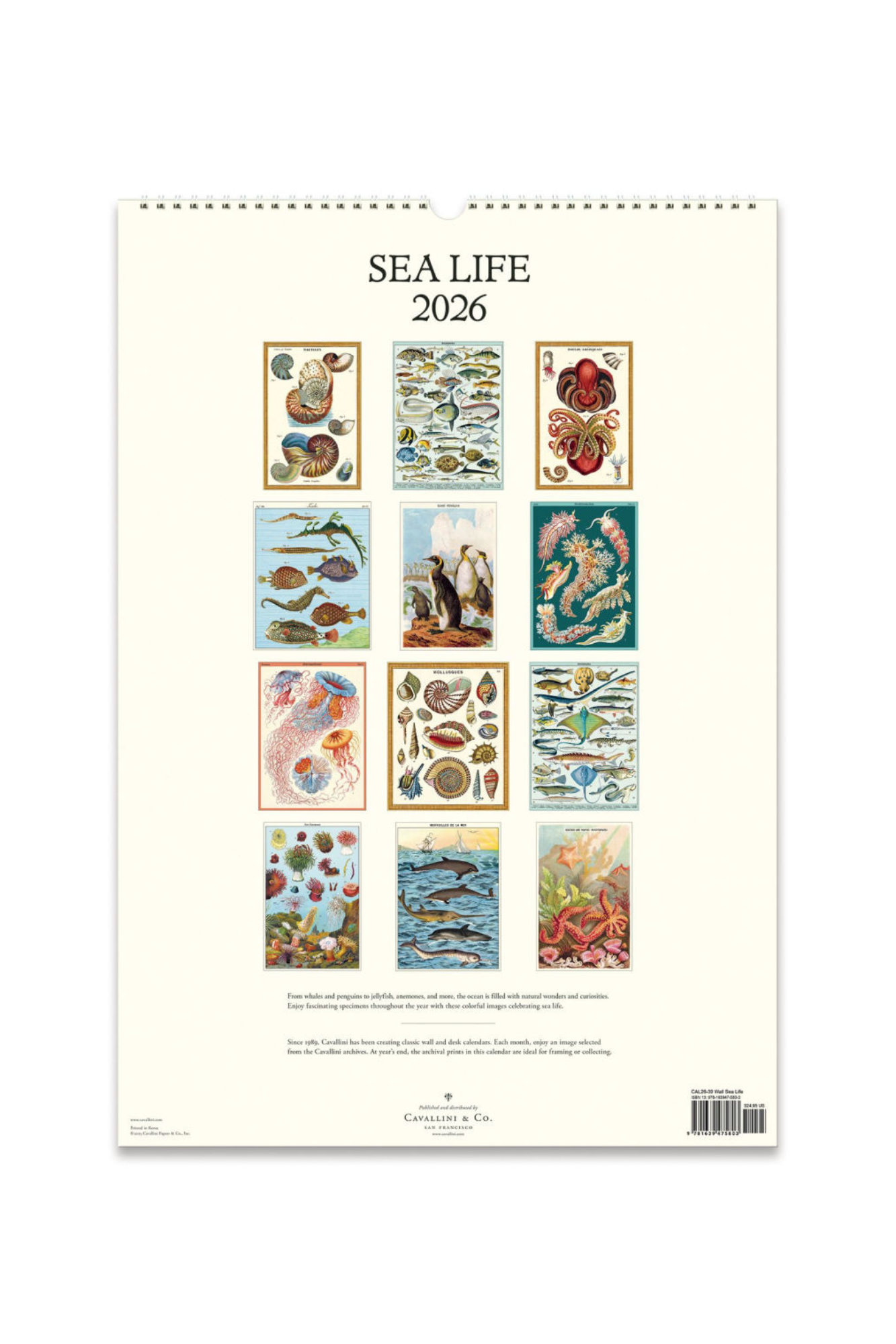2026 Wall Calendar | Sea Life