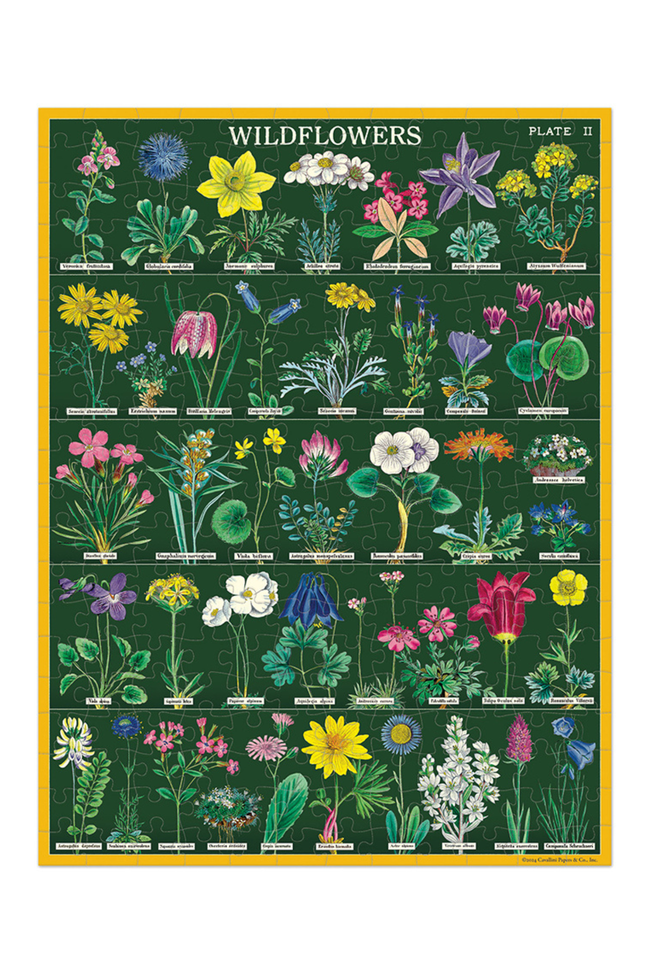 Wildflowers | 240 Piece Puzzle