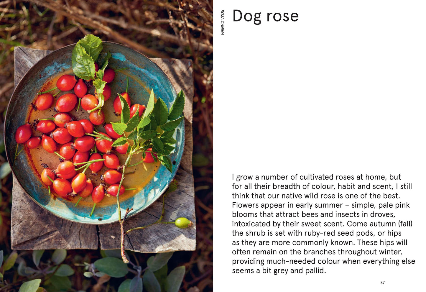 The Flowerpot Forager: An Easy Guide to Growing Wild Food at Home