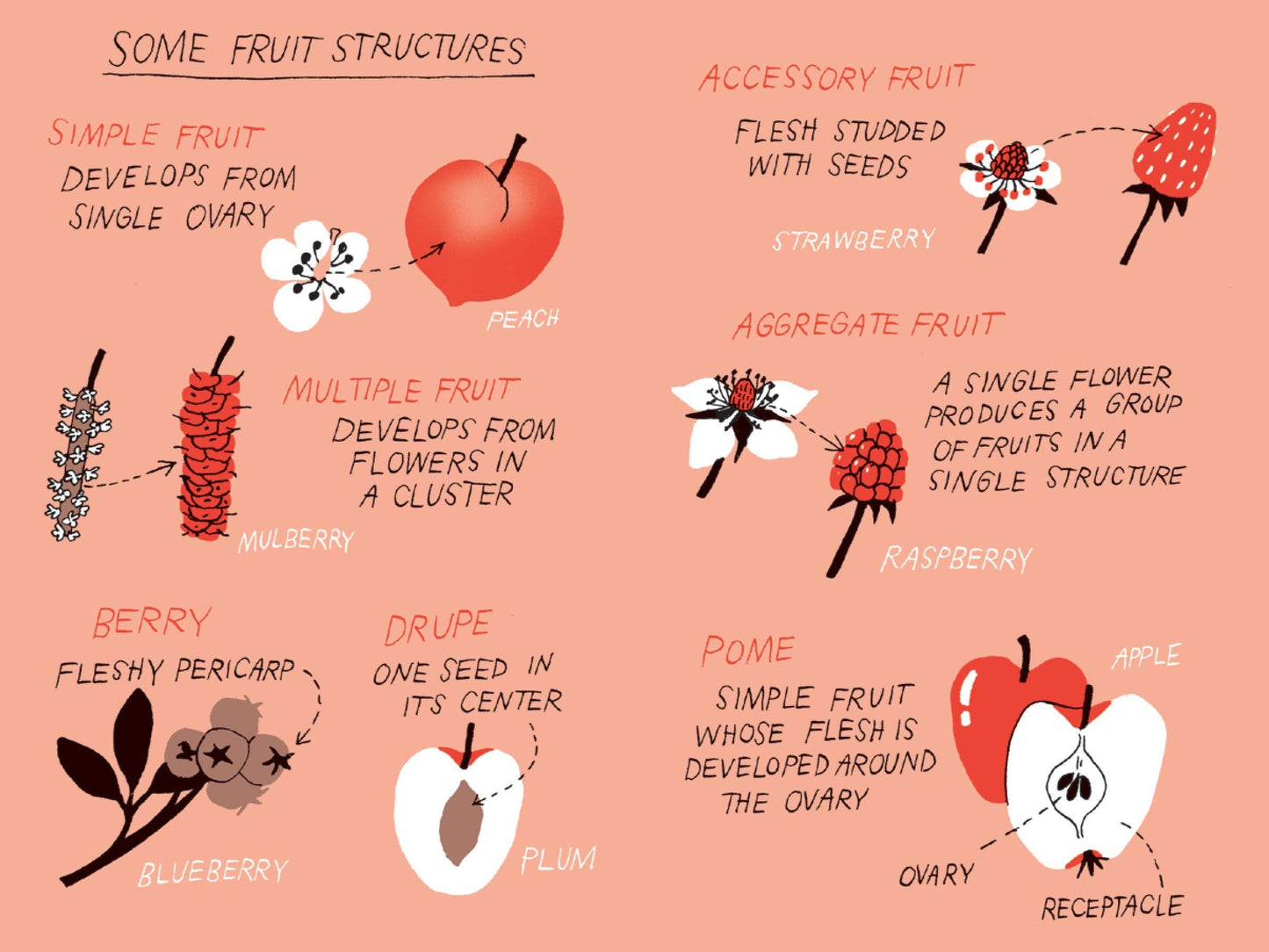 Pocket Nature | Fruit Harvesting: Discover Nature's Abundance