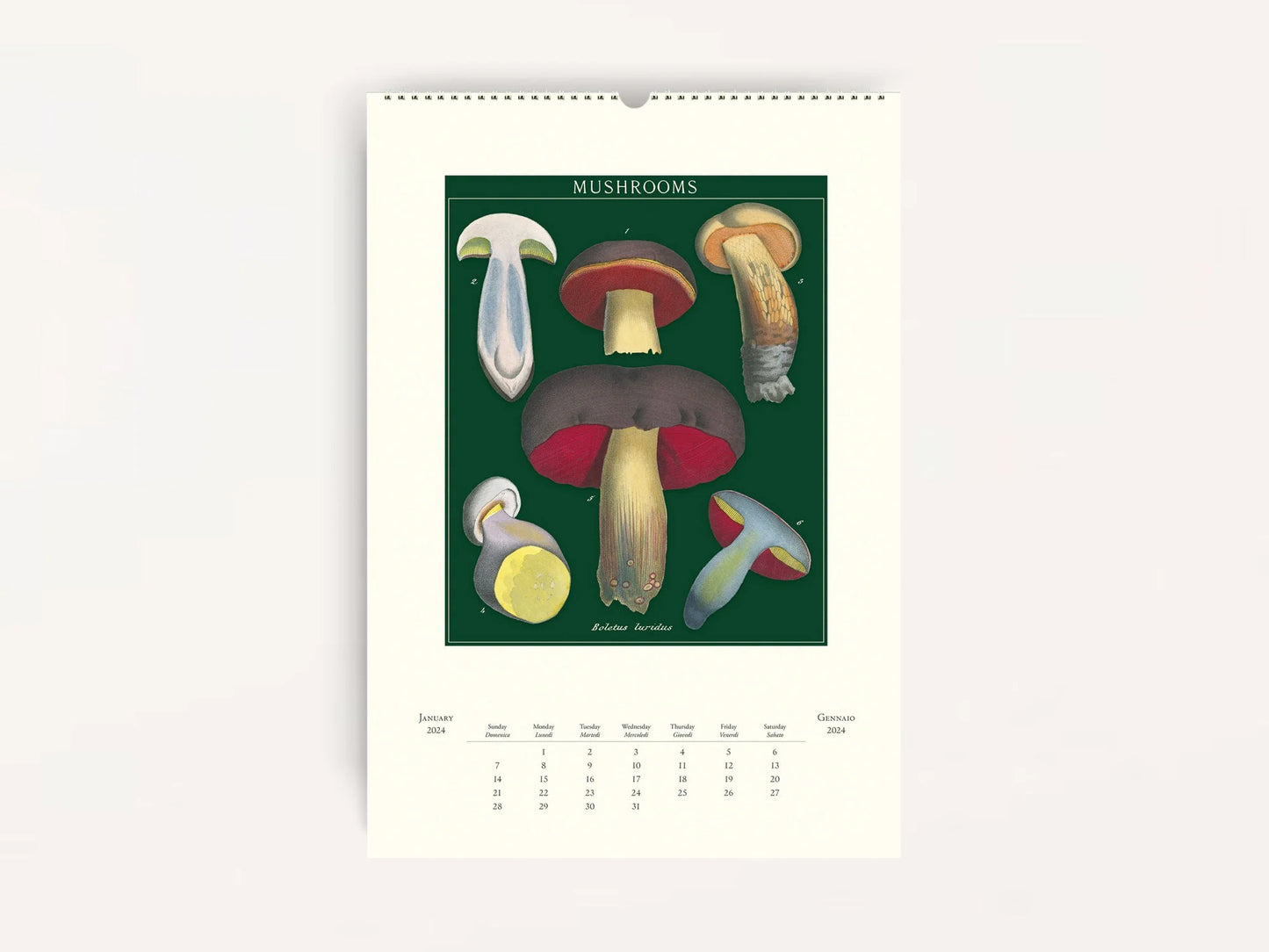 Mushrooms Wall Calendar 2024