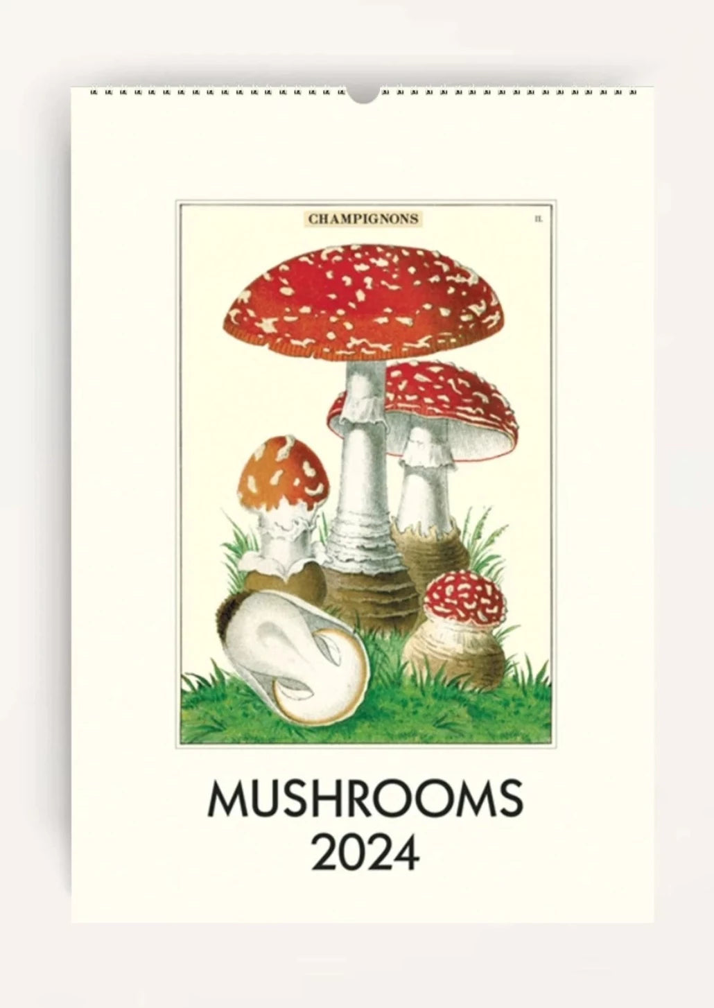 Mushrooms Wall Calendar 2024