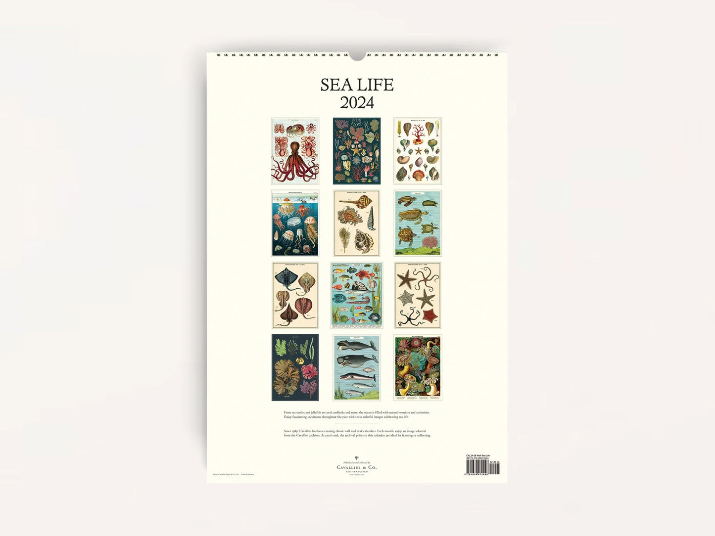 Sea Life Wall Calendar 2024