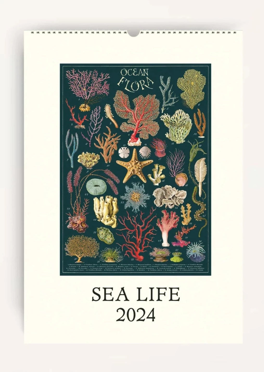 Sea Life Wall Calendar 2024