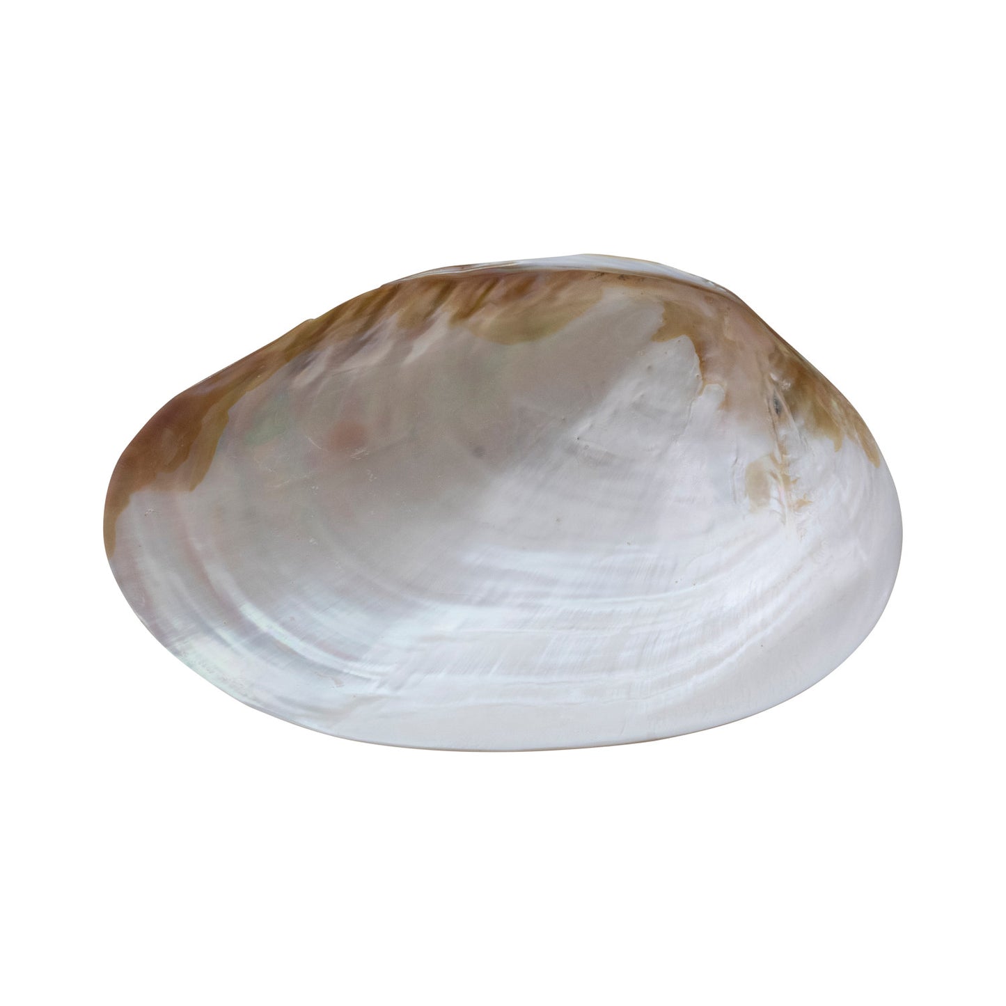 Natural Shell Footed Tray | Large