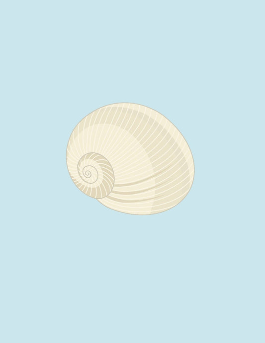 Shells: A Guide for the Curious