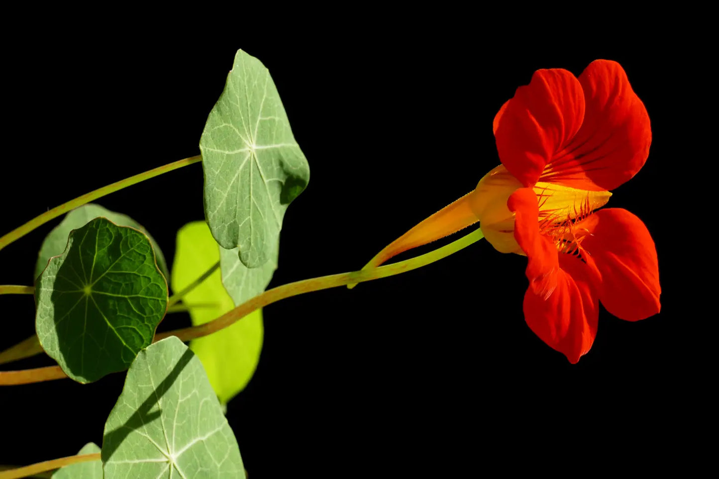 Nasturtium | Flower Seed Grow Kit