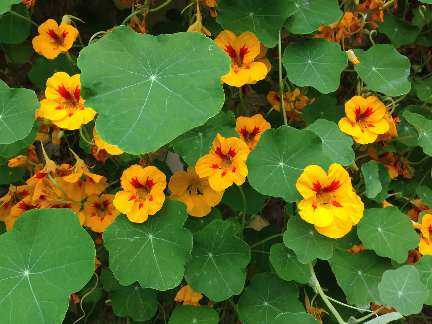 Nasturtium | Flower Seed Grow Kit