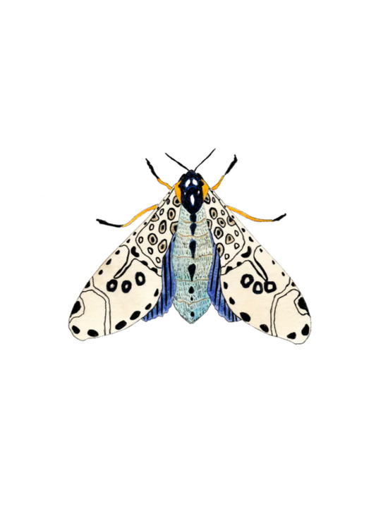 Moth No. 6 Art Print