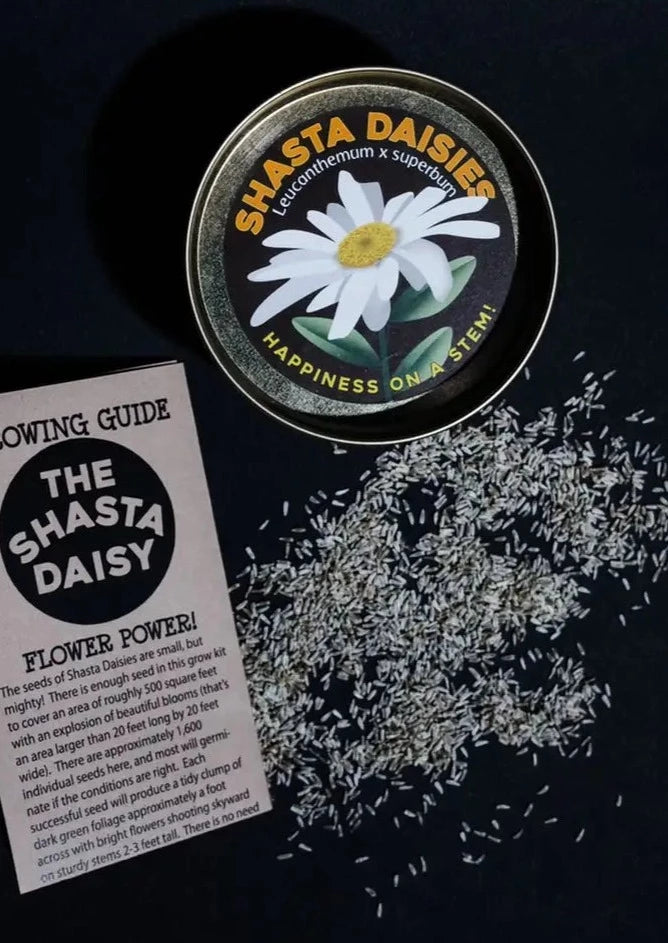 Shasta Daisy | Flower Seed Grow Kit