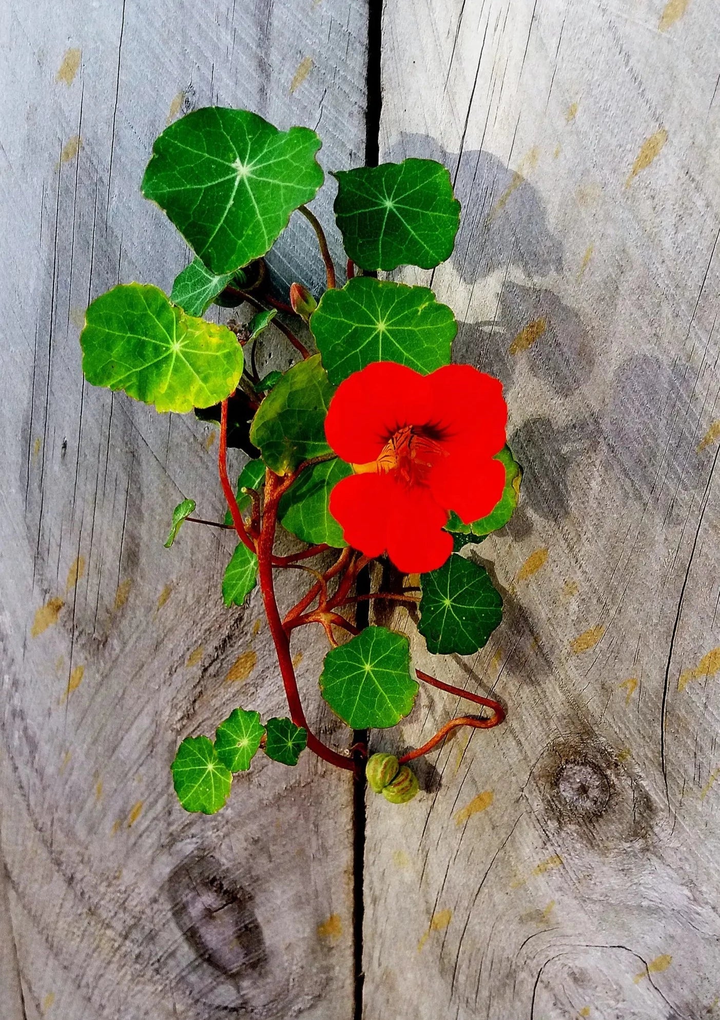 Nasturtium | Flower Seed Grow Kit
