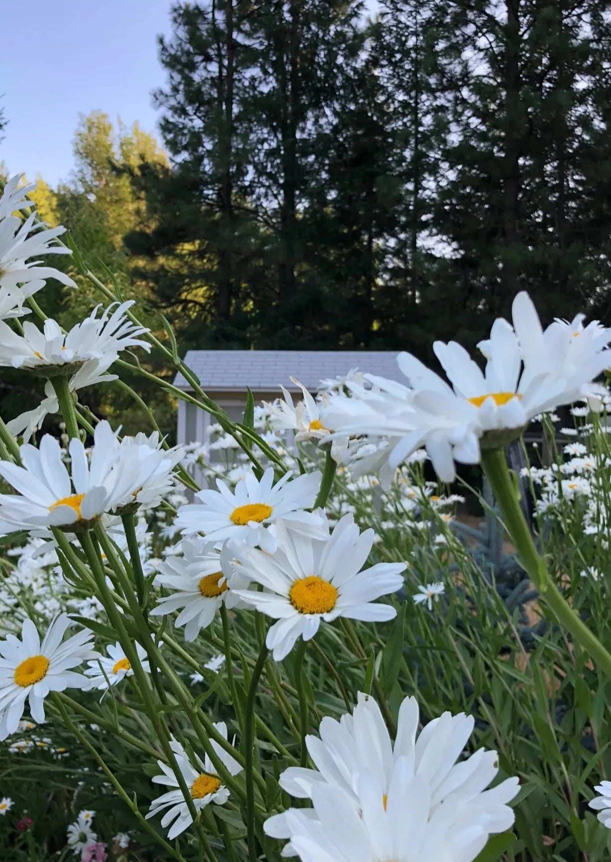 Shasta Daisy | Flower Seed Grow Kit