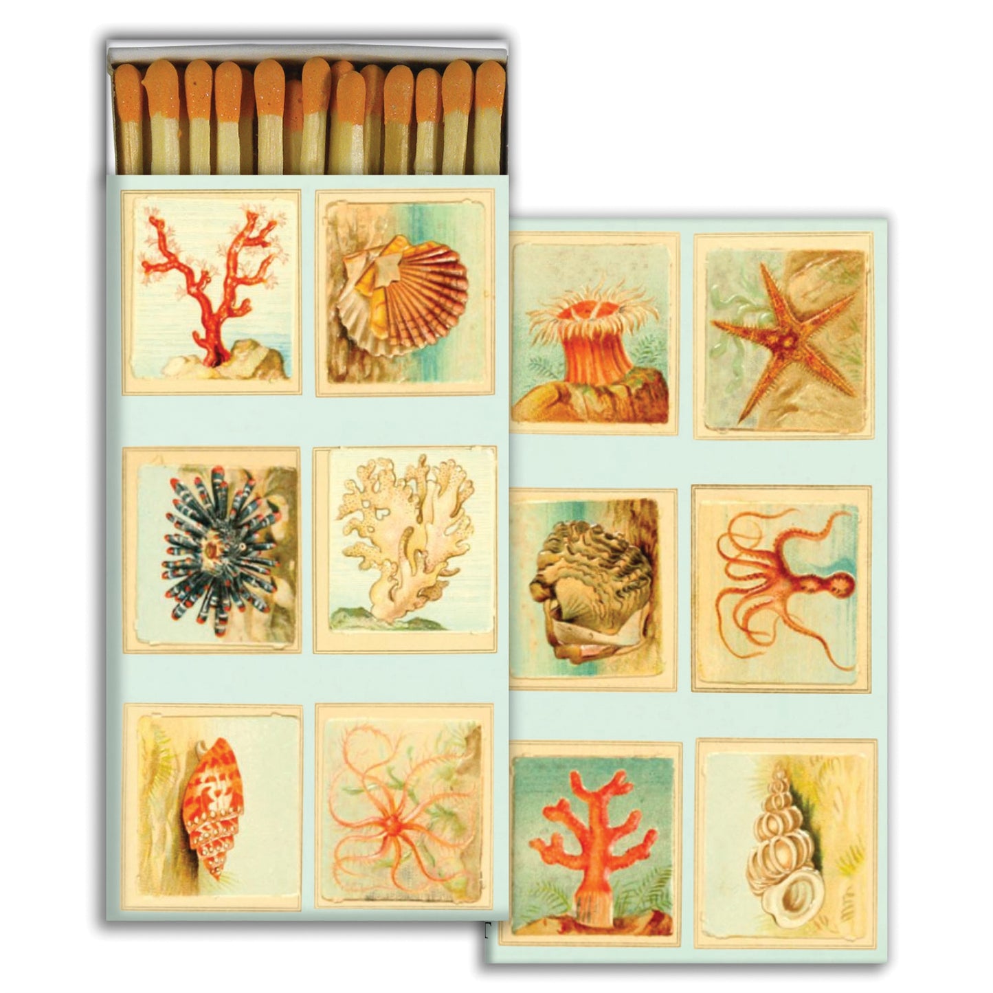 Matches | Mollusks, Coral, Seastars