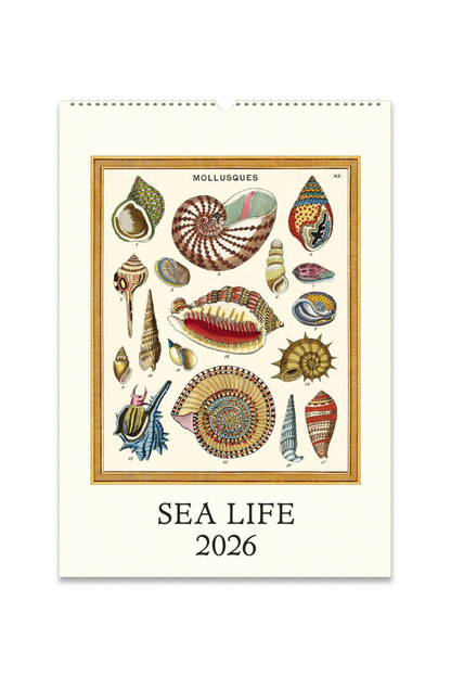 2026 Wall Calendar | Sea Life
