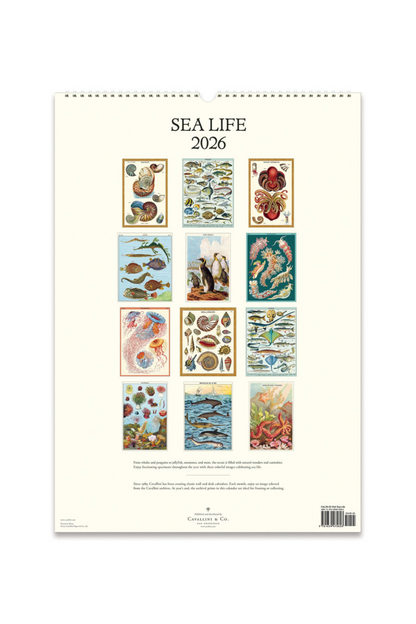 2026 Wall Calendar | Sea Life