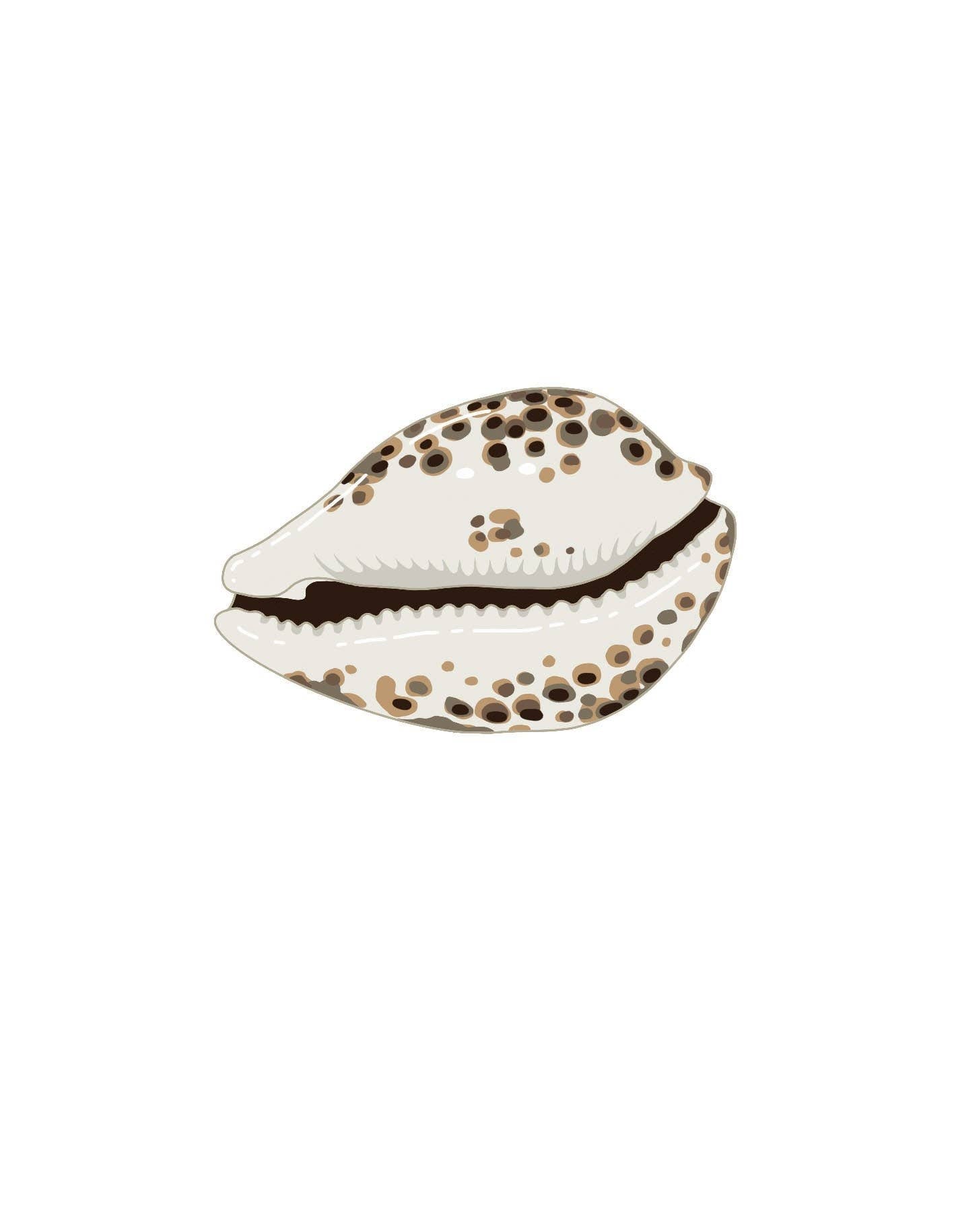 Shells: A Guide for the Curious