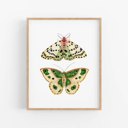 Moths No. 2 Print | 8 x 10