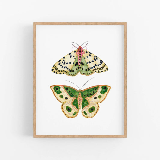 Moths No. 2 Print | 8 x 10