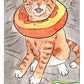 Kitten Oracle: 50 Cards & Guidebook