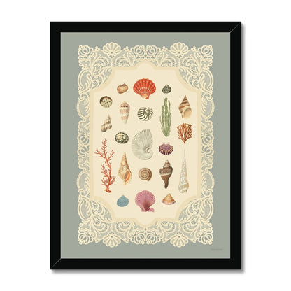 Specimens of the Sea Art Print | 11 x 14