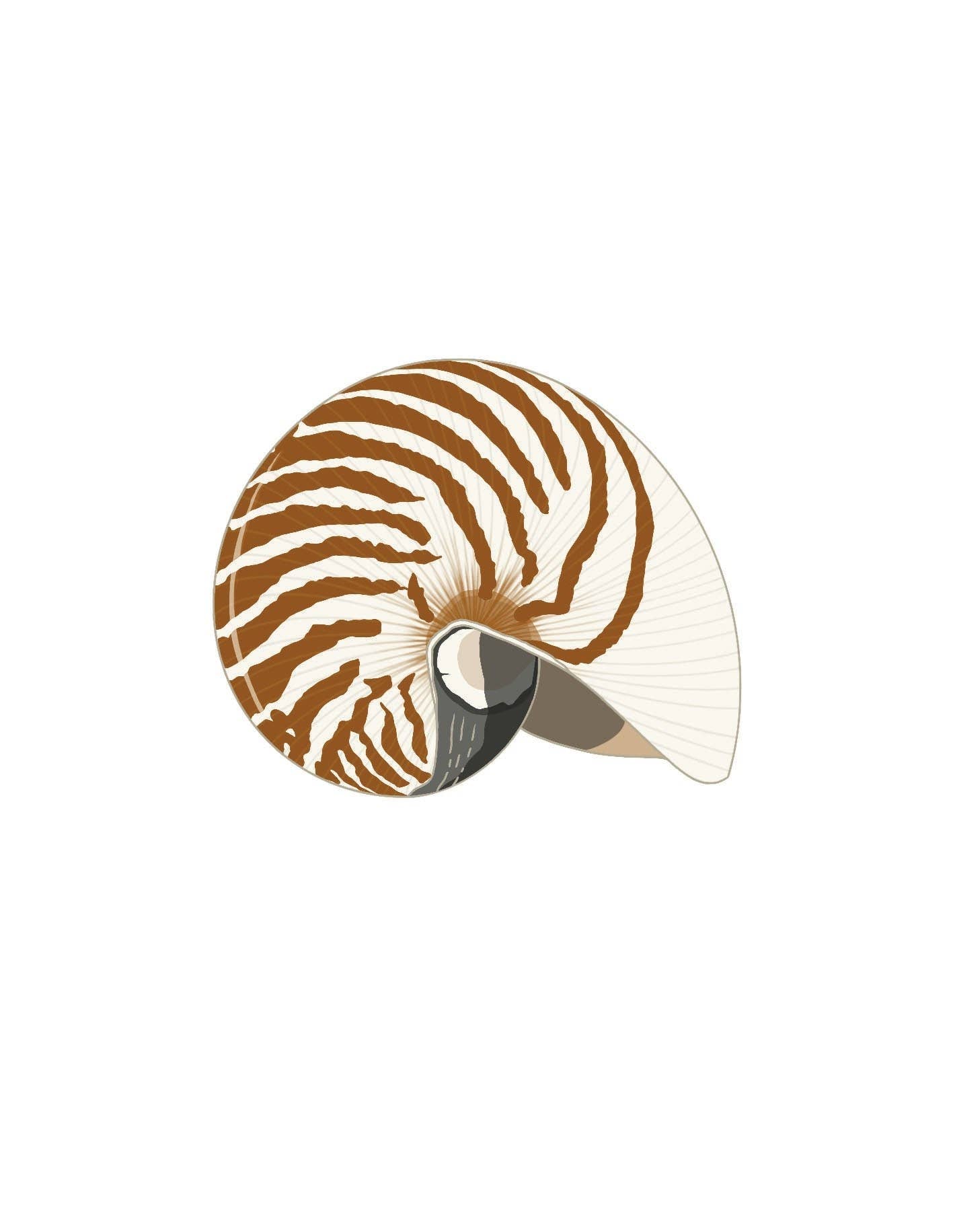 Shells: A Guide for the Curious