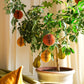 Orange Honeycomb Ornament