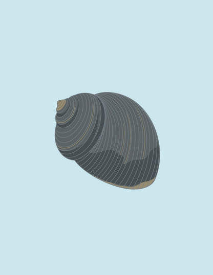 Shells: A Guide for the Curious