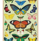 Butterflies | 240 Piece Puzzle