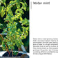 The Flowerpot Forager: An Easy Guide to Growing Wild Food at Home