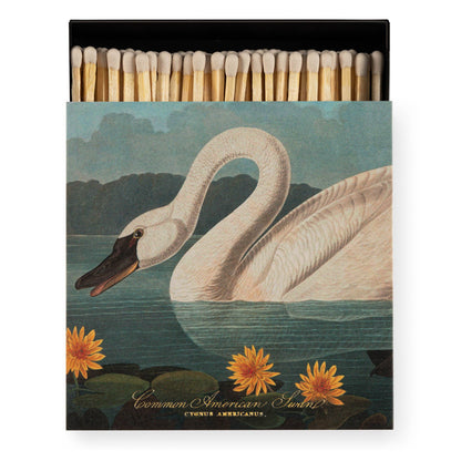 The Common American Swan  | Square Matches