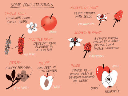 Pocket Nature | Fruit Harvesting: Discover Nature's Abundance