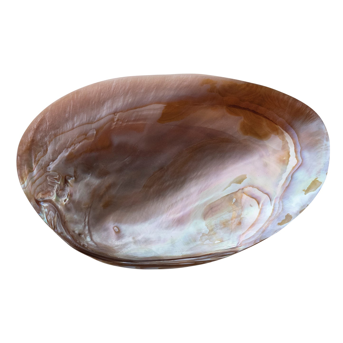 Natural Shell Footed Tray | Small