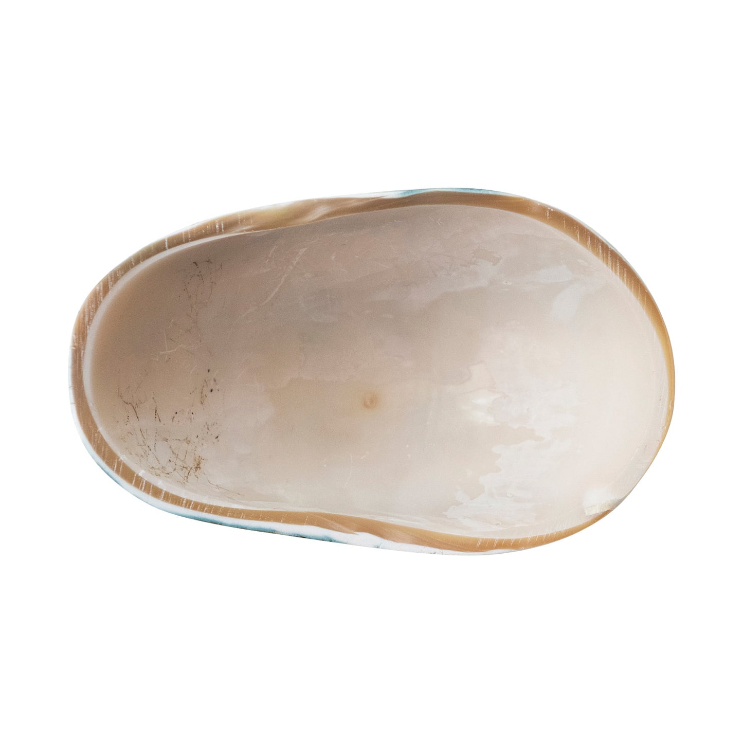 Natural Shell Footed Dish