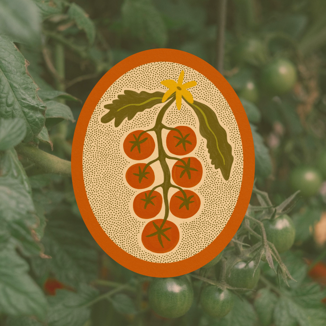 Tomato Vine  Sticker