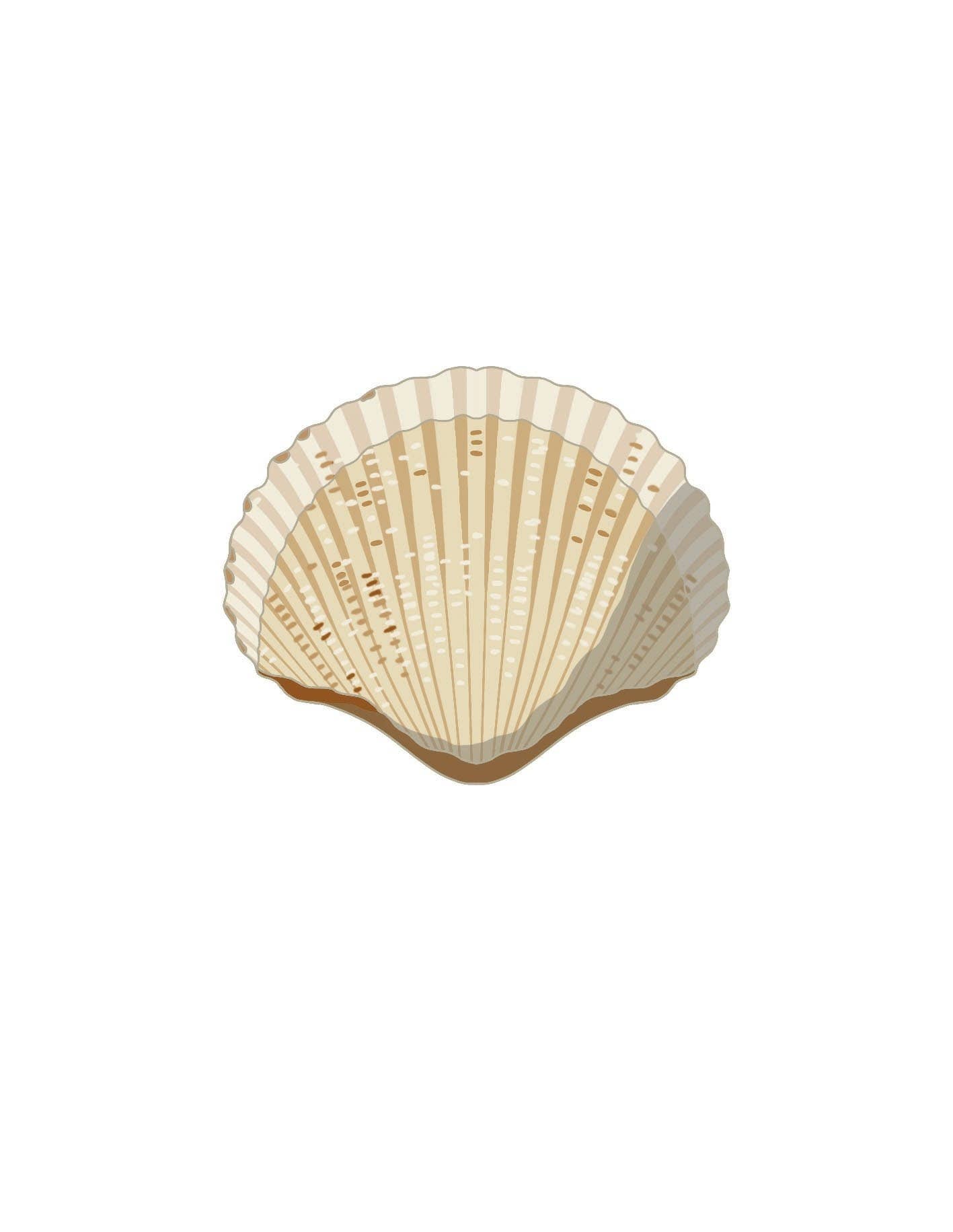 Shells: A Guide for the Curious