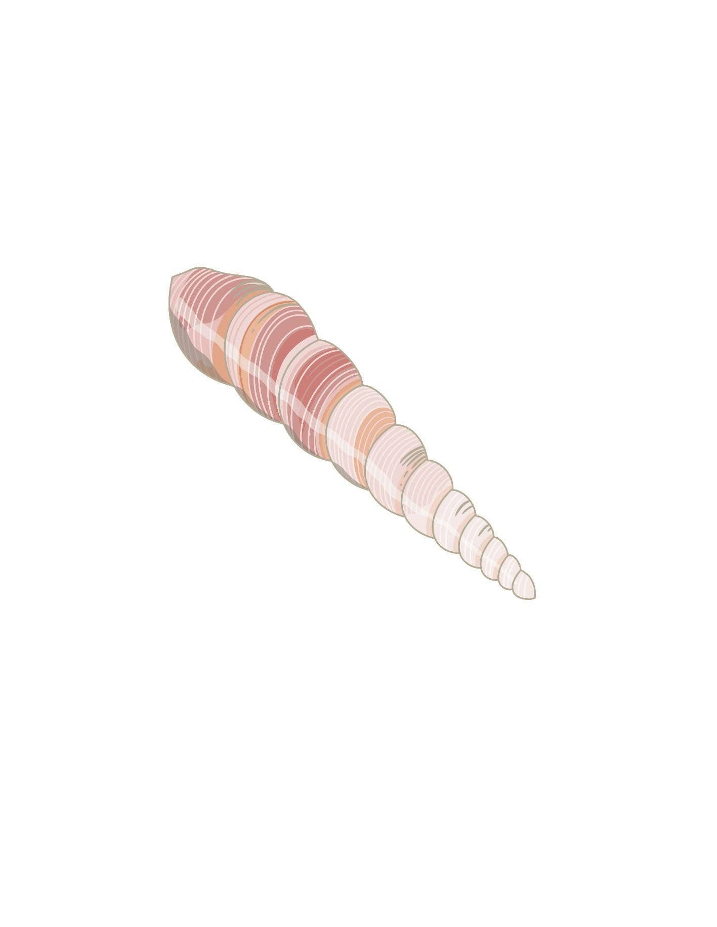 Shells: A Guide for the Curious