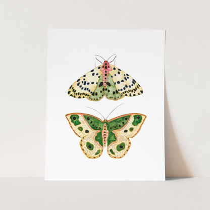 Moths No. 2 Print | 8 x 10