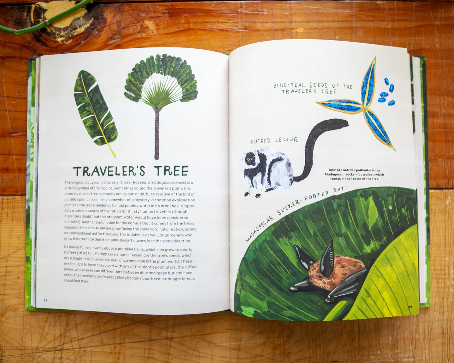 Trees: An Illustrated Celebration