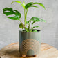 Sage Rainbow Planter