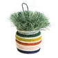 Rainbow Desk Plant