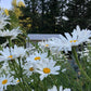 Shasta Daisy | Flower Seed Grow Kit